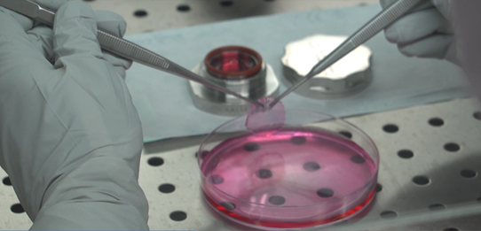 The image shows a pair of gloved hands holding tweezers, lifting a pink piece of material from a dish filled with pink liquid. 