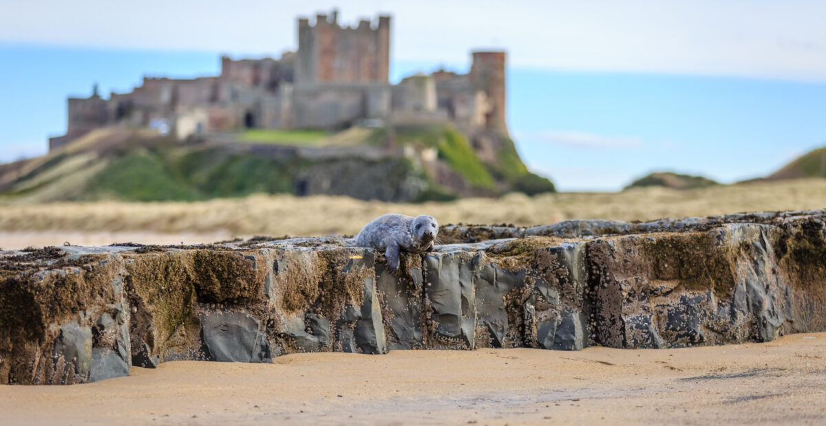 Bamburgh Castle view from the beach with a seal lying on the rocks.