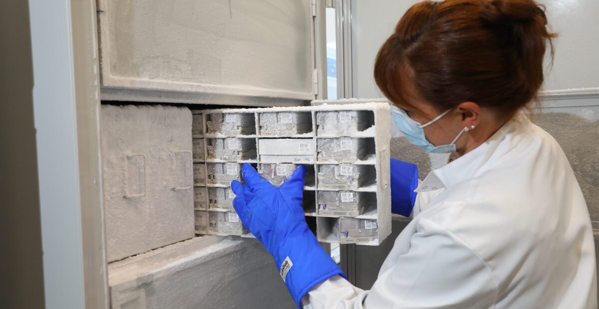 A scientist taking samples from the biobank, wearing a face mask and large blue gloves.